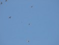 /album/photo-gallery-photogallery/flocks-of-bee-eaters-moving-over-rio-azore-jpg/